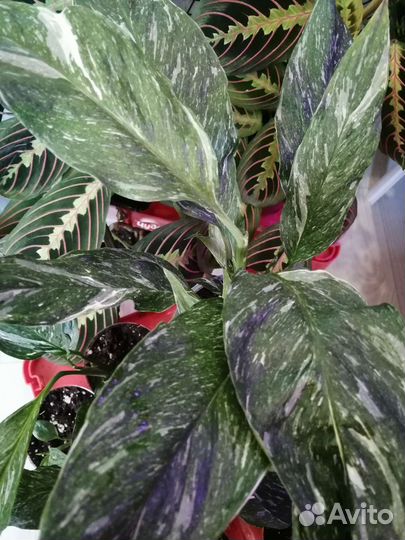 Спатифиллум даймонд