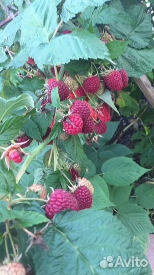 Саженцы ремонтантной малины