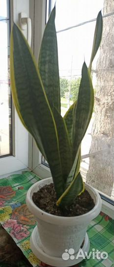 Сансевиерия