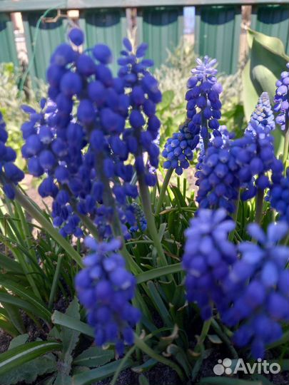 Луковицы мускари