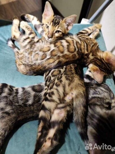Бенгальские котята