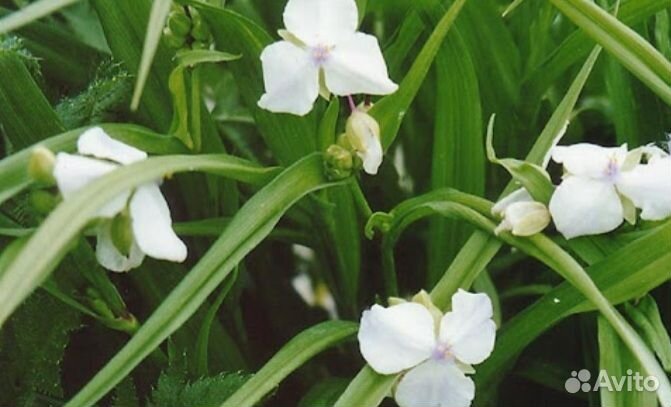 Традесканция садовая