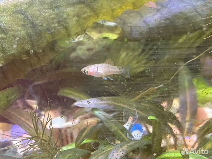 Гурами, пецилия Микки Маус, Криптокорины, людвигия