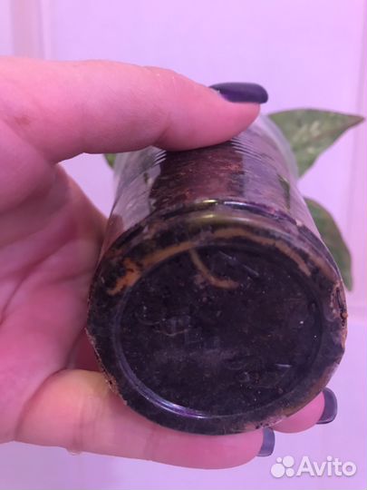 Сингониум ред спот триколор