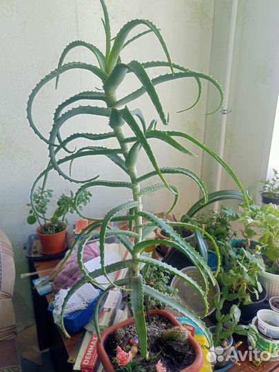 Алоэ столетник