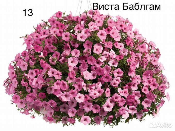 Вегетативные черенки и обычные