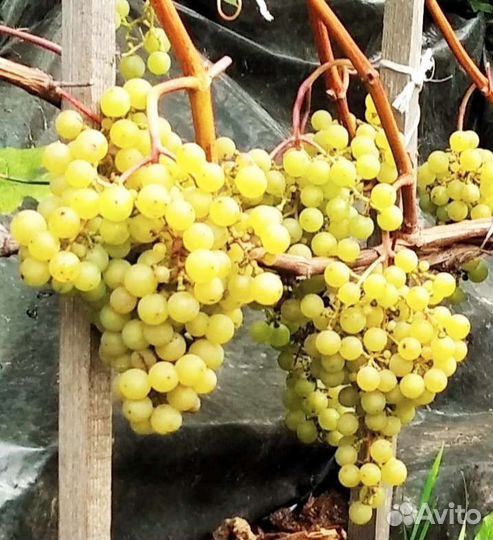 Саженцы винограда