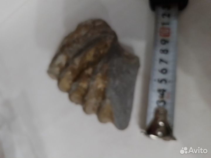 Окаменелость Аммонит Фрагмент Крупный