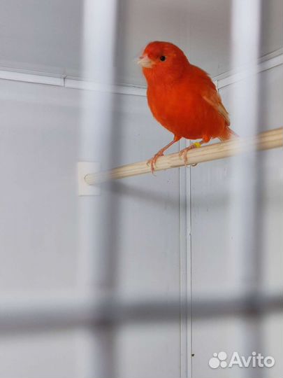 Кенара и канарейки