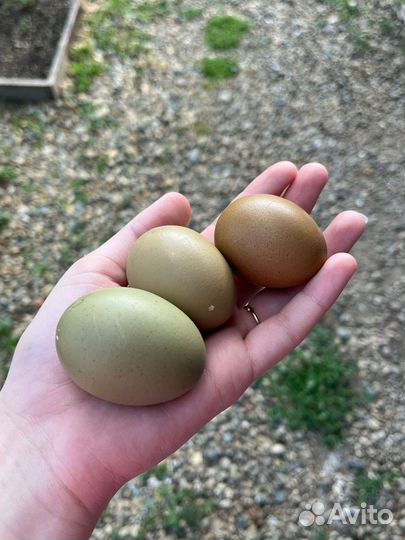Яйца инкубационные Маран