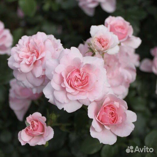 Непрерывноцветущая Роза шраб Боника/Bonica