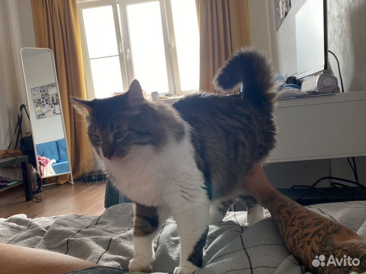 Лежанка для кота