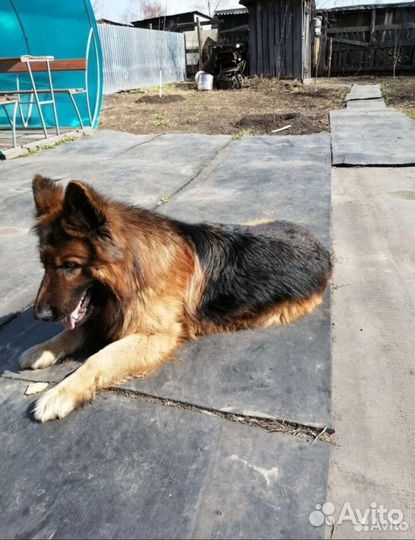 Щенки немецкой овчарки