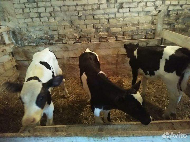 Телята бычки