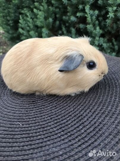 Морские свинки мальчики