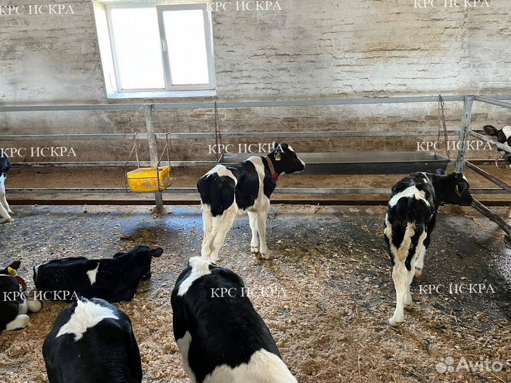 Крс, бычки, телки мясные