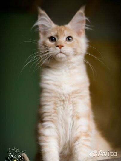 Мейн-кун девочка, питомник