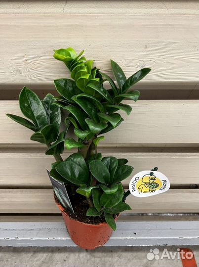 Замиокулькас зензи H 35 см