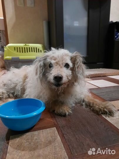 Собака-добряка-улыбака