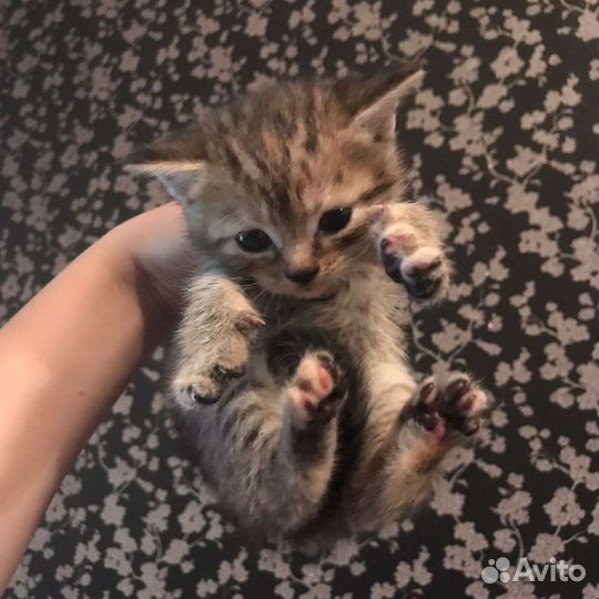 Кошка в дар бесплатно