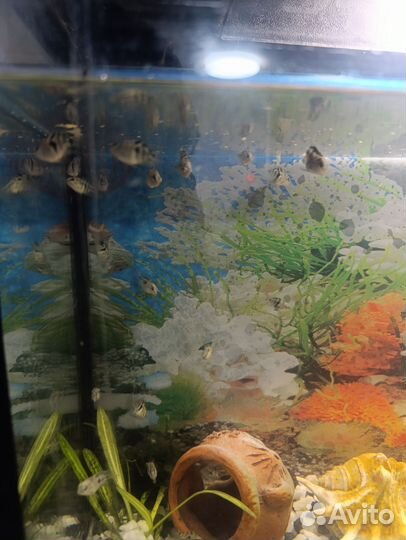 Аквариумные рыбки