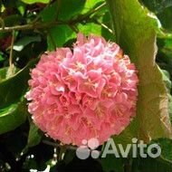 Калина обыкновенная Розеум