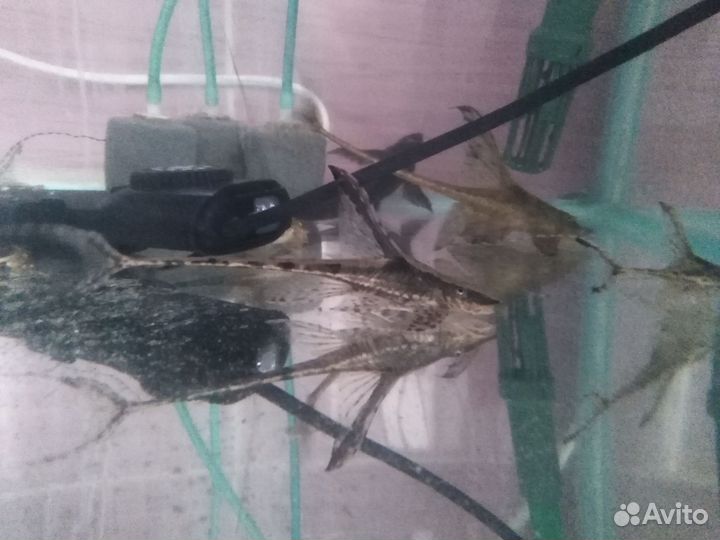 Стурисома панамская, анциструсы