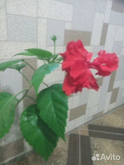 Гибискусы разные