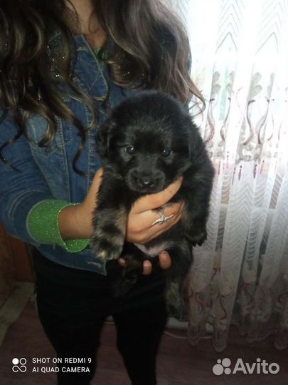 Щенки помчи 2 девочки