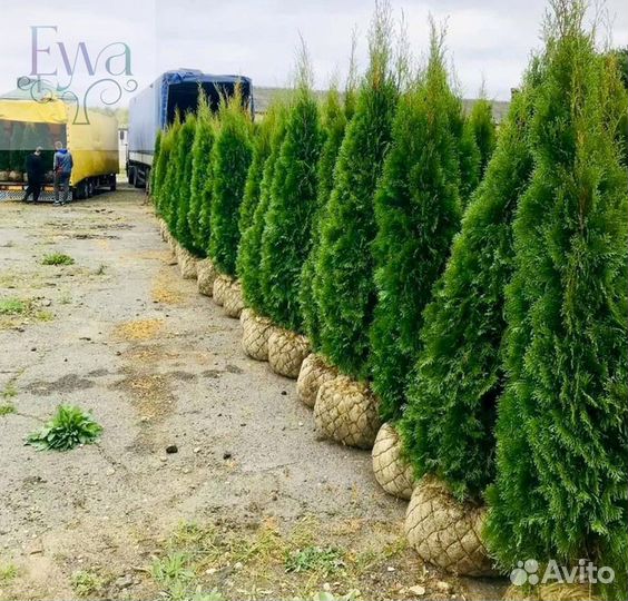 Туя Смарагд