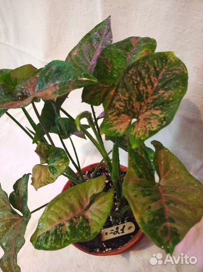 Цветы разные много