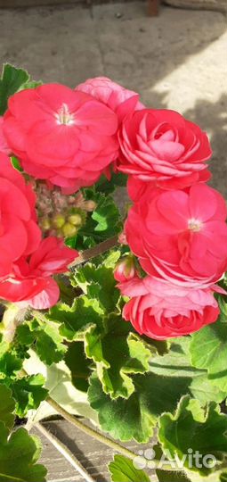 Пеларгония герань сортовая