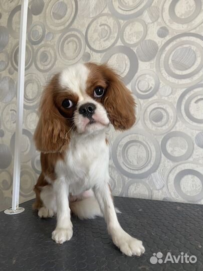 Стрижка собак. Груминг