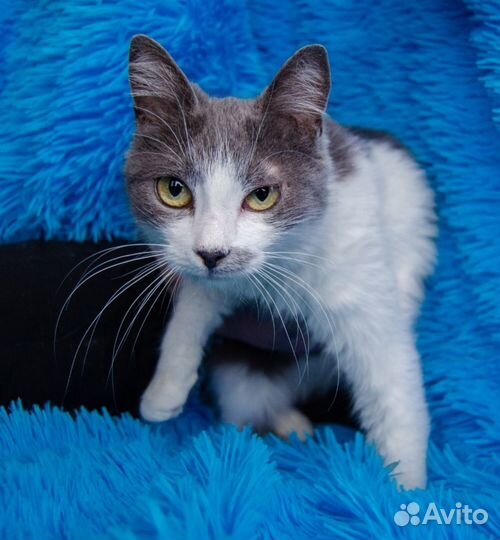 Сабрина нежная 1,5 года, стерилизована