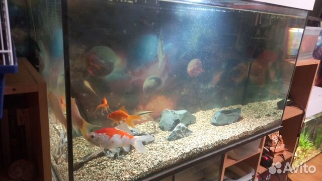 Аквариум с рыбками