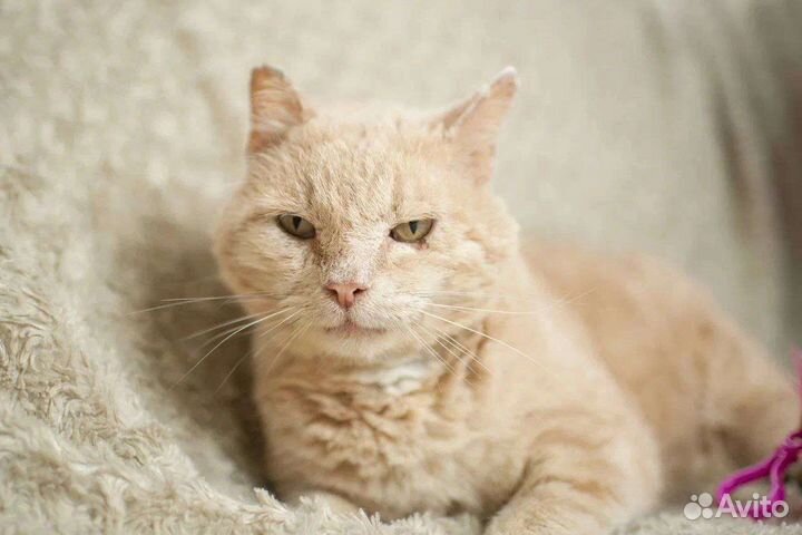 Котик. Облепих. кастрирован. Скромен. Ищем дом