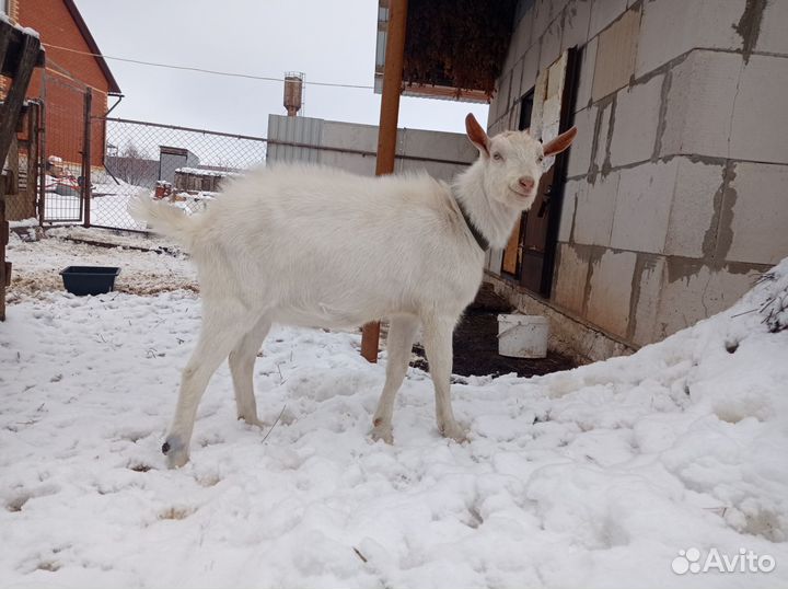 Козел зааненский 100, вязка
