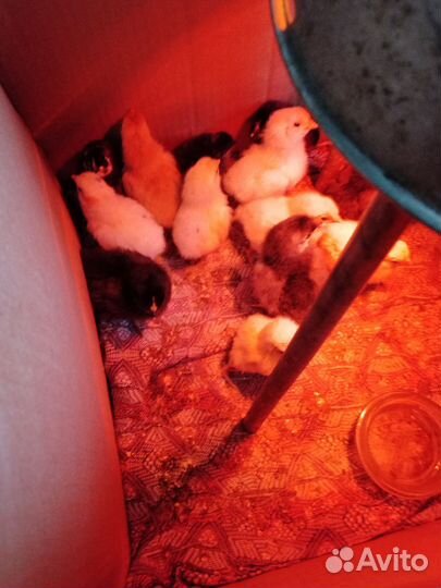 Цыпленок, гусенок