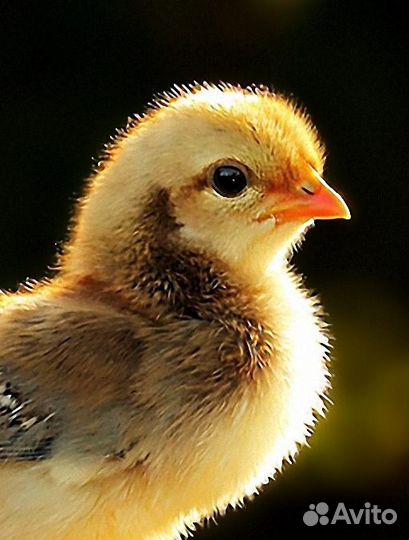 Цыплята несушки