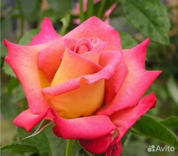 Роза саженцы новинка Мишель друкер на осень 2023г