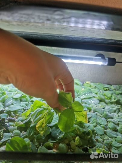 Водоросли для аквариума