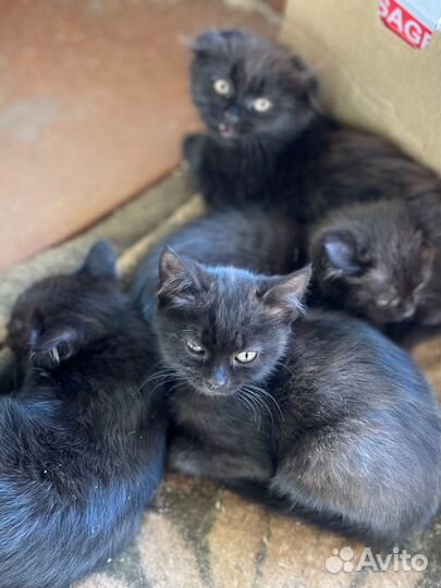 Черные кошки котята