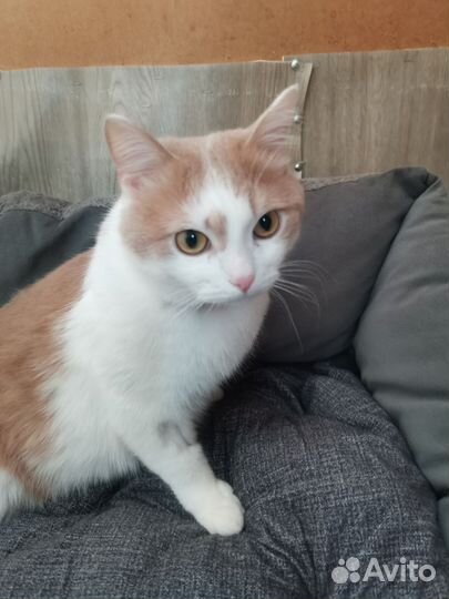 Котик Персик