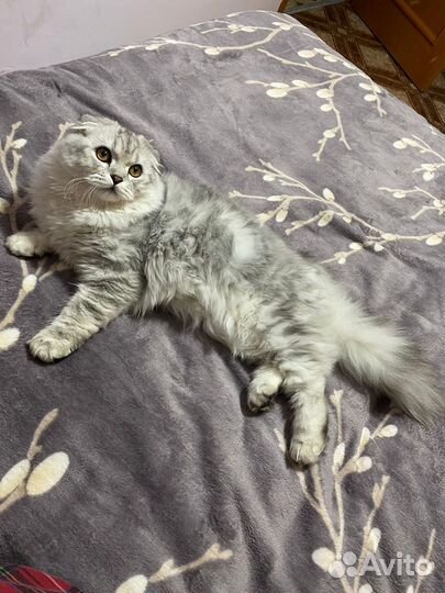 Кот для вязки