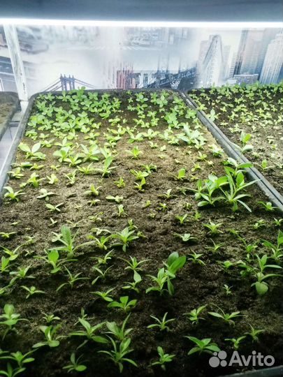 Рассада эустомы