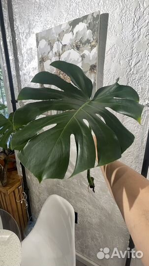 Монстера деликатесная комнатное растение