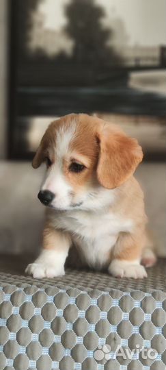 Щенки вельш-корги пемброк