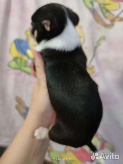 Чихуахуа мальчик красавчик