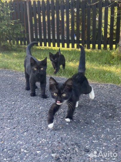 Котята в добрые руки
