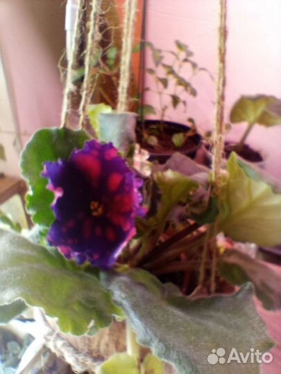 Фиалка, церопегия Вуди вариегатная, аглаонема